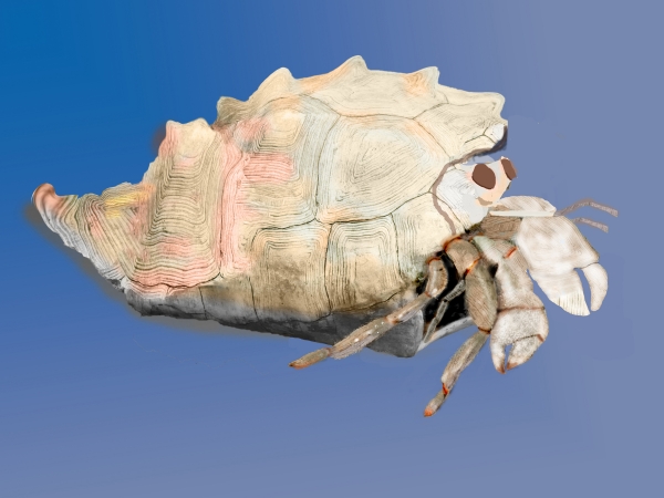 Creation of Hermit The Crab: Step 4
